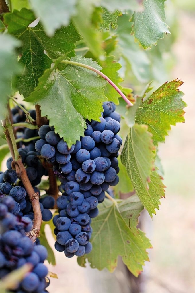 The Best Organic Wine Delivery Services: Grapes on vine